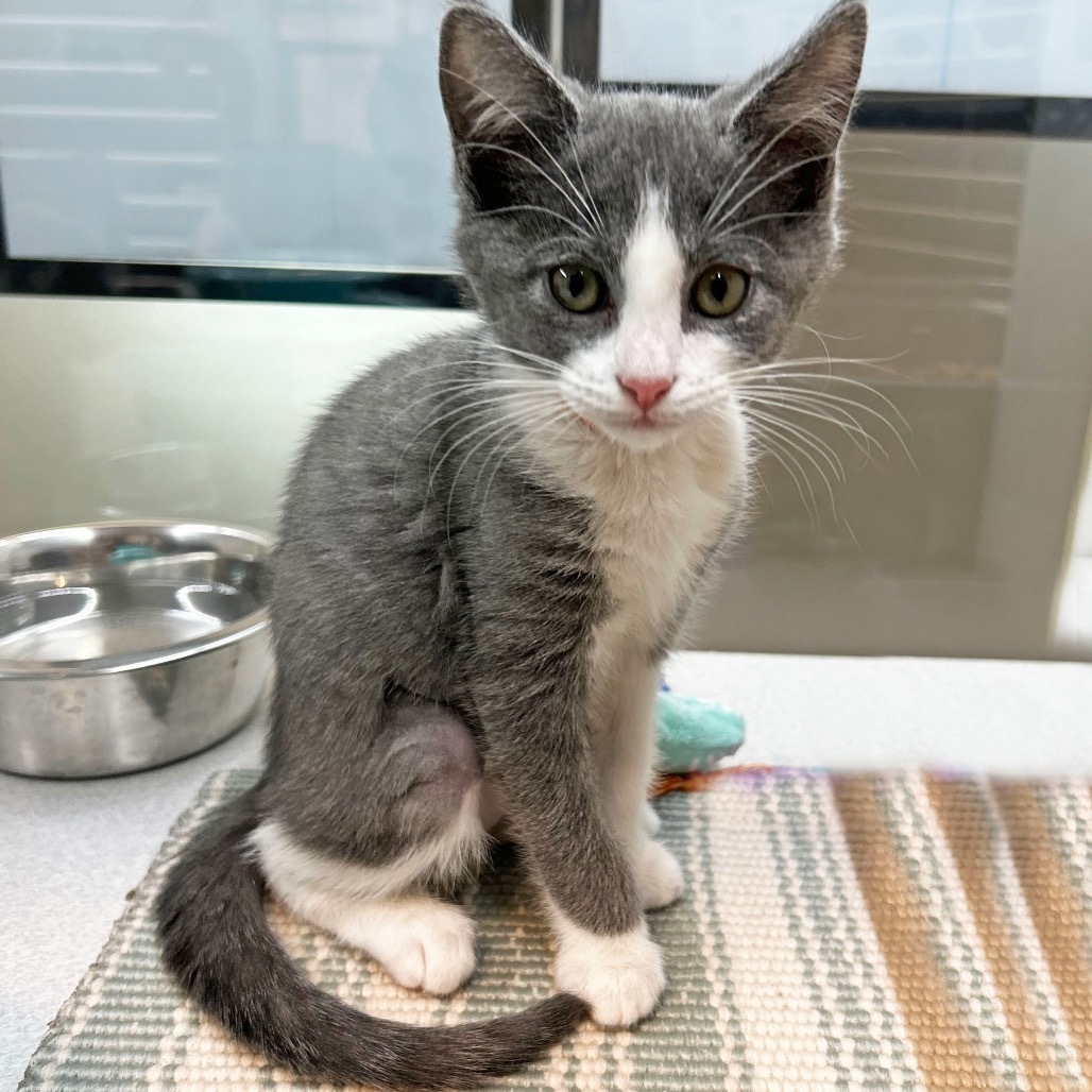 Grace, an adoptable Domestic Short Hair in Hailey, ID, 83333 | Photo Image 1