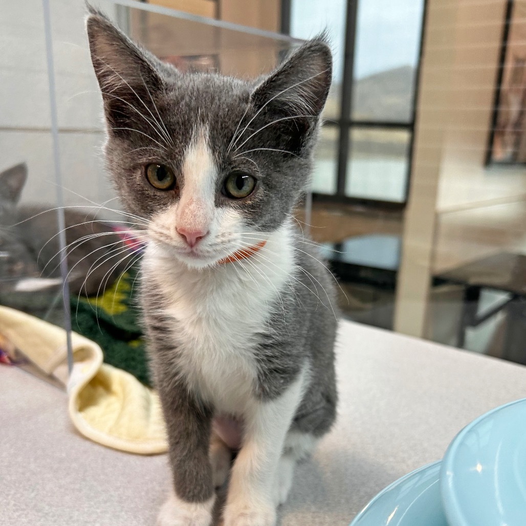 Grace, an adoptable Domestic Short Hair in Hailey, ID, 83333 | Photo Image 3