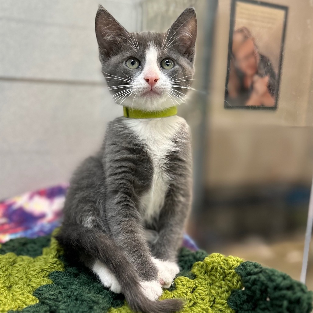 Sprout, an adoptable Domestic Short Hair in Hailey, ID, 83333 | Photo Image 1