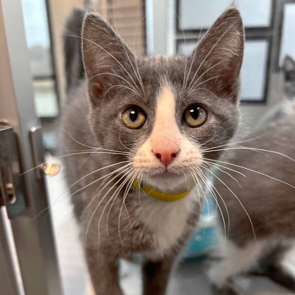 Sprout, an adoptable Domestic Short Hair in Hailey, ID, 83333 | Photo Image 2