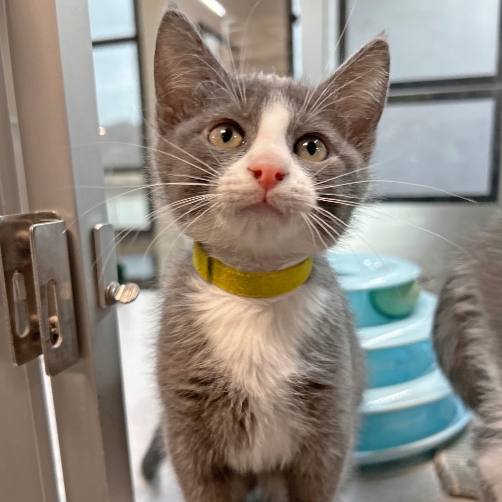 Sprout, an adoptable Domestic Short Hair in Hailey, ID, 83333 | Photo Image 3