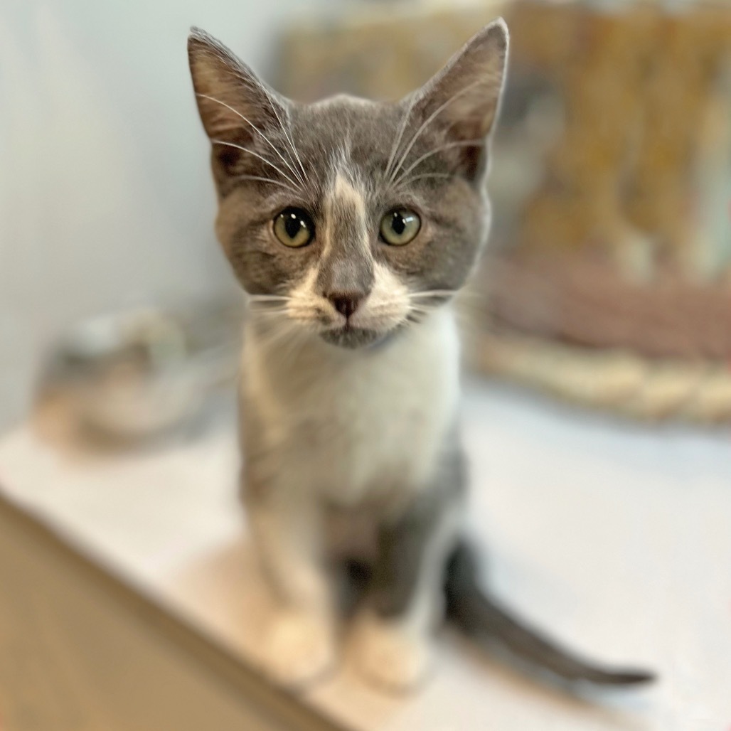 Grover, an adoptable Domestic Short Hair in Hailey, ID, 83333 | Photo Image 1