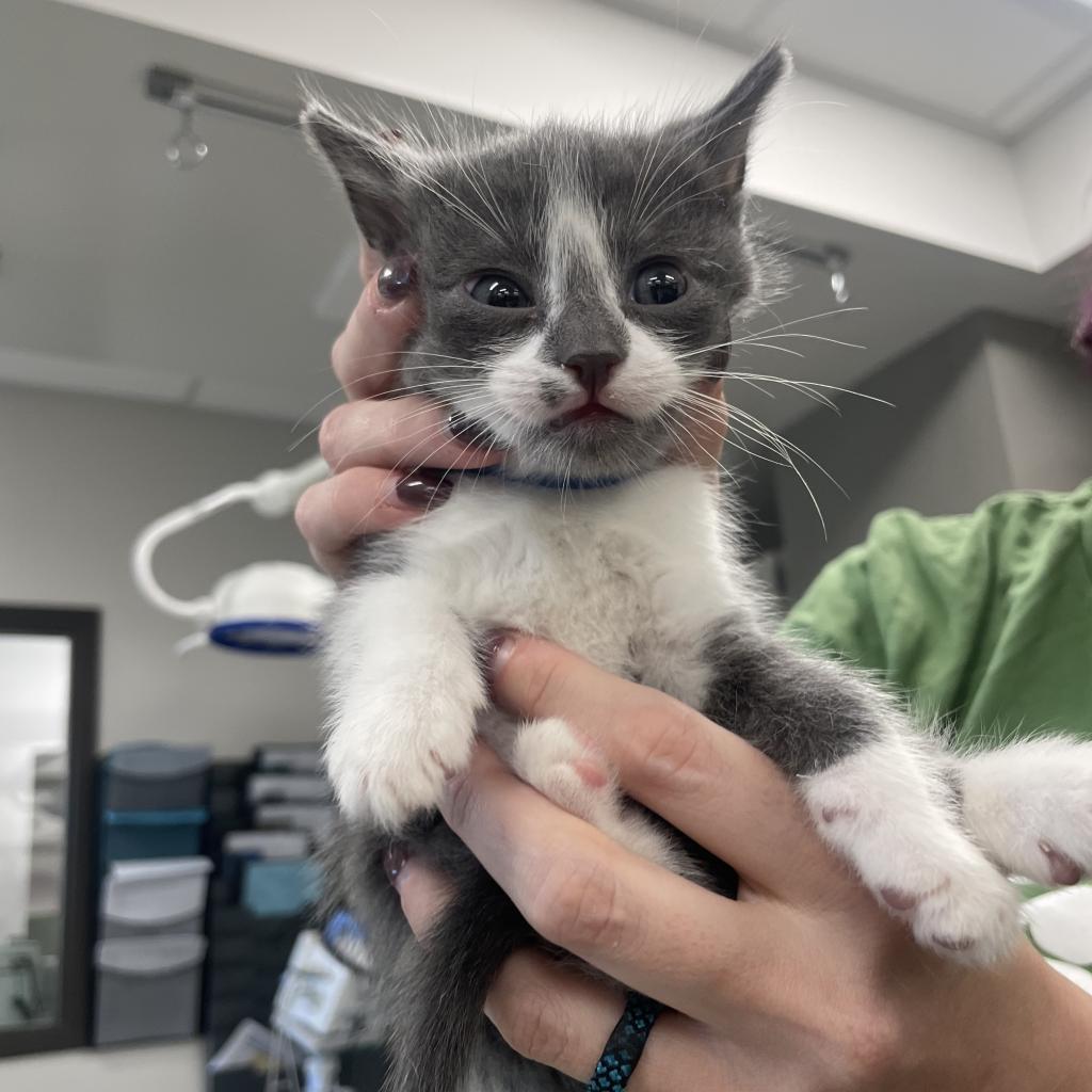 Grover, an adoptable Domestic Short Hair in Hailey, ID, 83333 | Photo Image 2