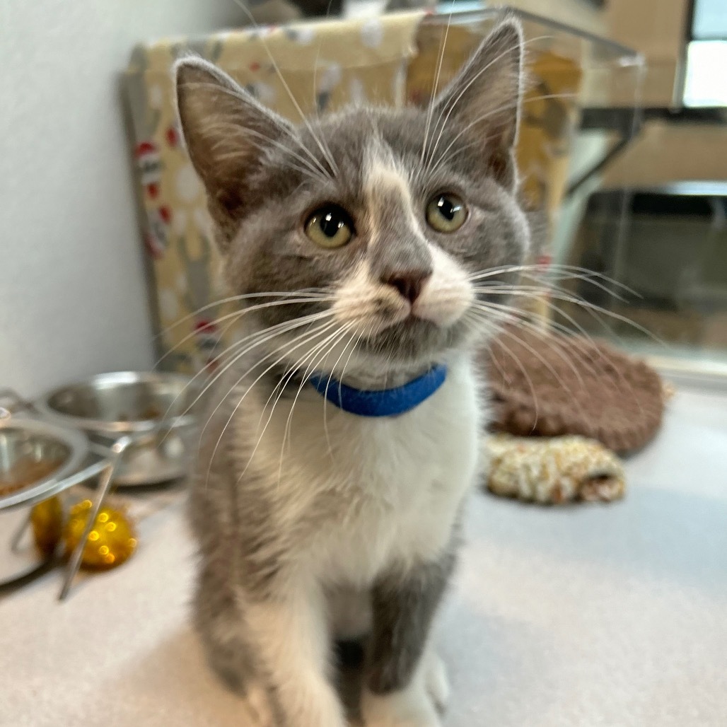 Grover, an adoptable Domestic Short Hair in Hailey, ID, 83333 | Photo Image 3