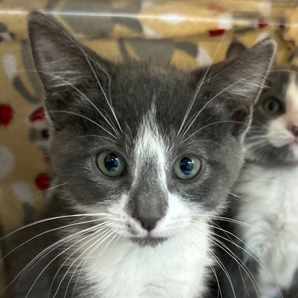 Grover, an adoptable Domestic Short Hair in Hailey, ID, 83333 | Photo Image 4