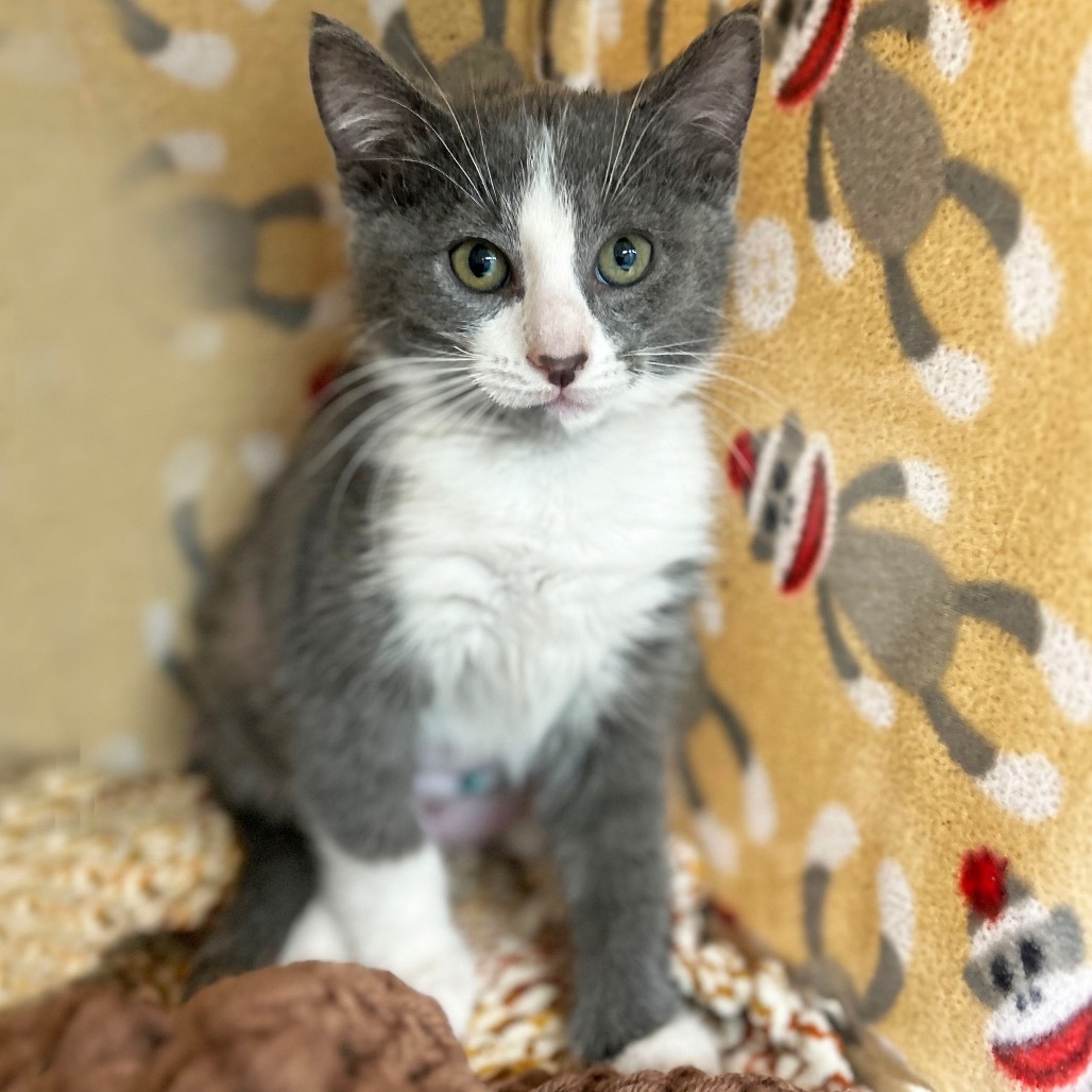 Cricket, an adoptable Domestic Short Hair in Hailey, ID, 83333 | Photo Image 1