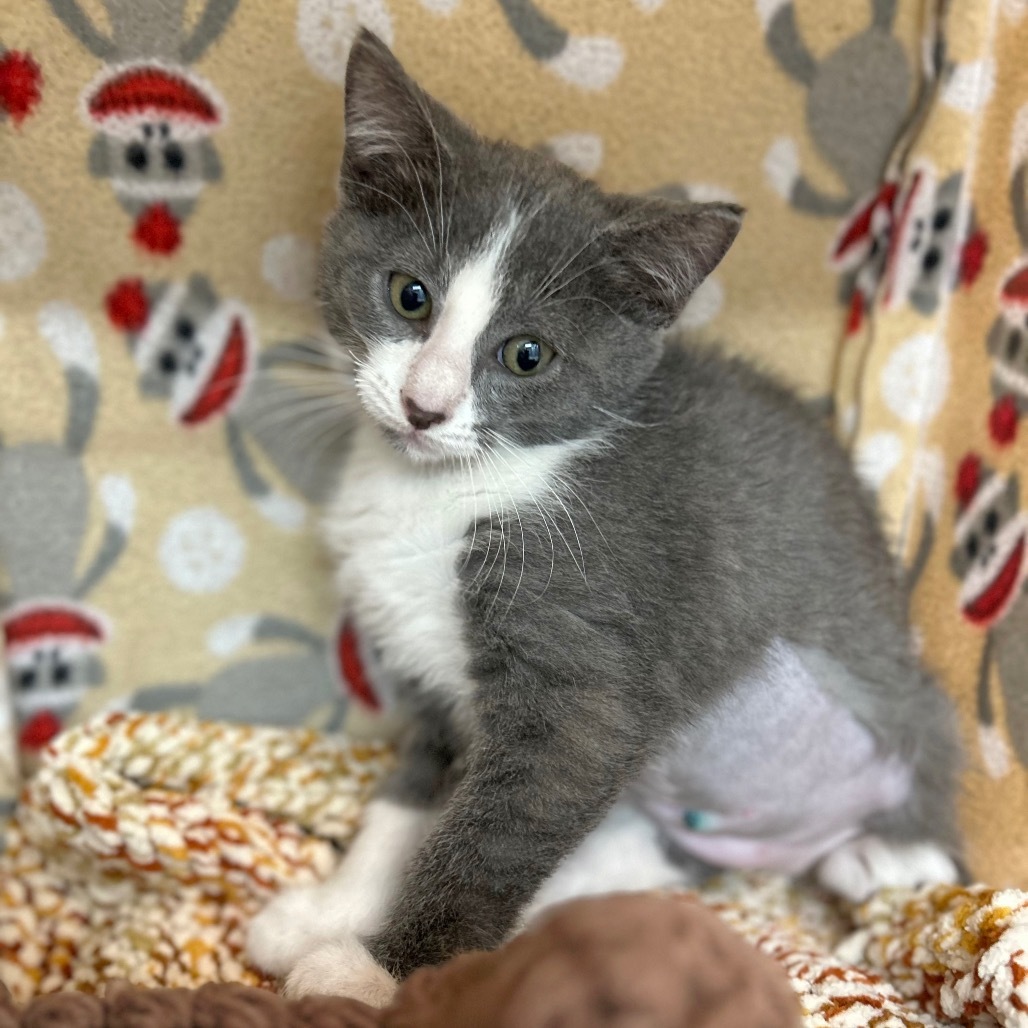 Cricket, an adoptable Domestic Short Hair in Hailey, ID, 83333 | Photo Image 3