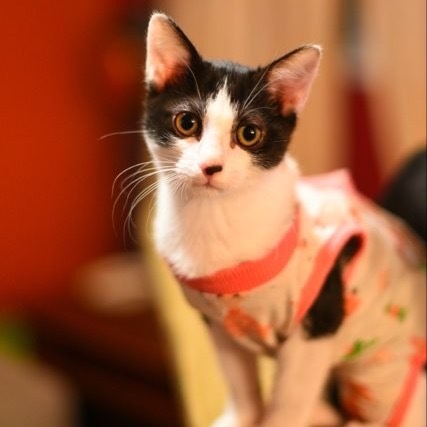 CeCe