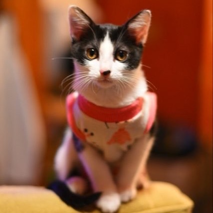 CeCe