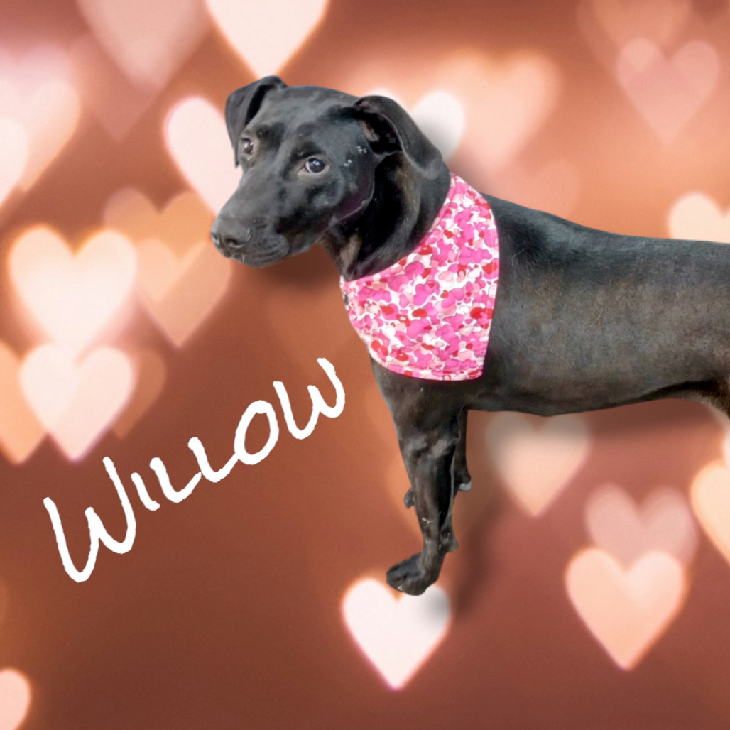 Willow