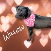 Willow photo 1