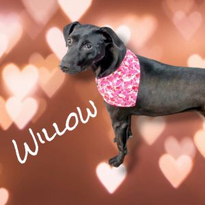 Willow, Adult Female Black Labrador Retriever