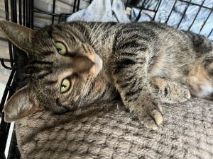 Koala, Young Female Domestic Short Hair
