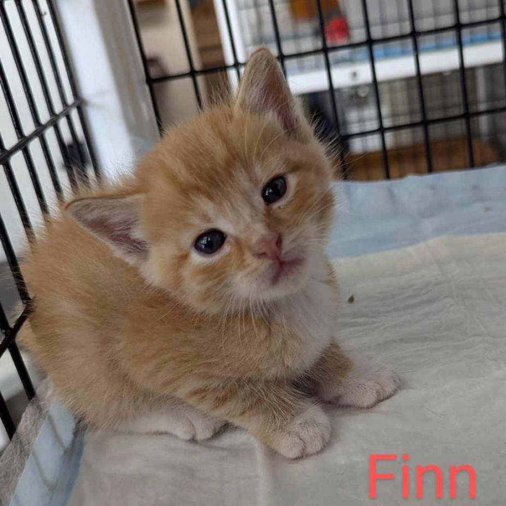 Finn