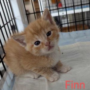 Finn