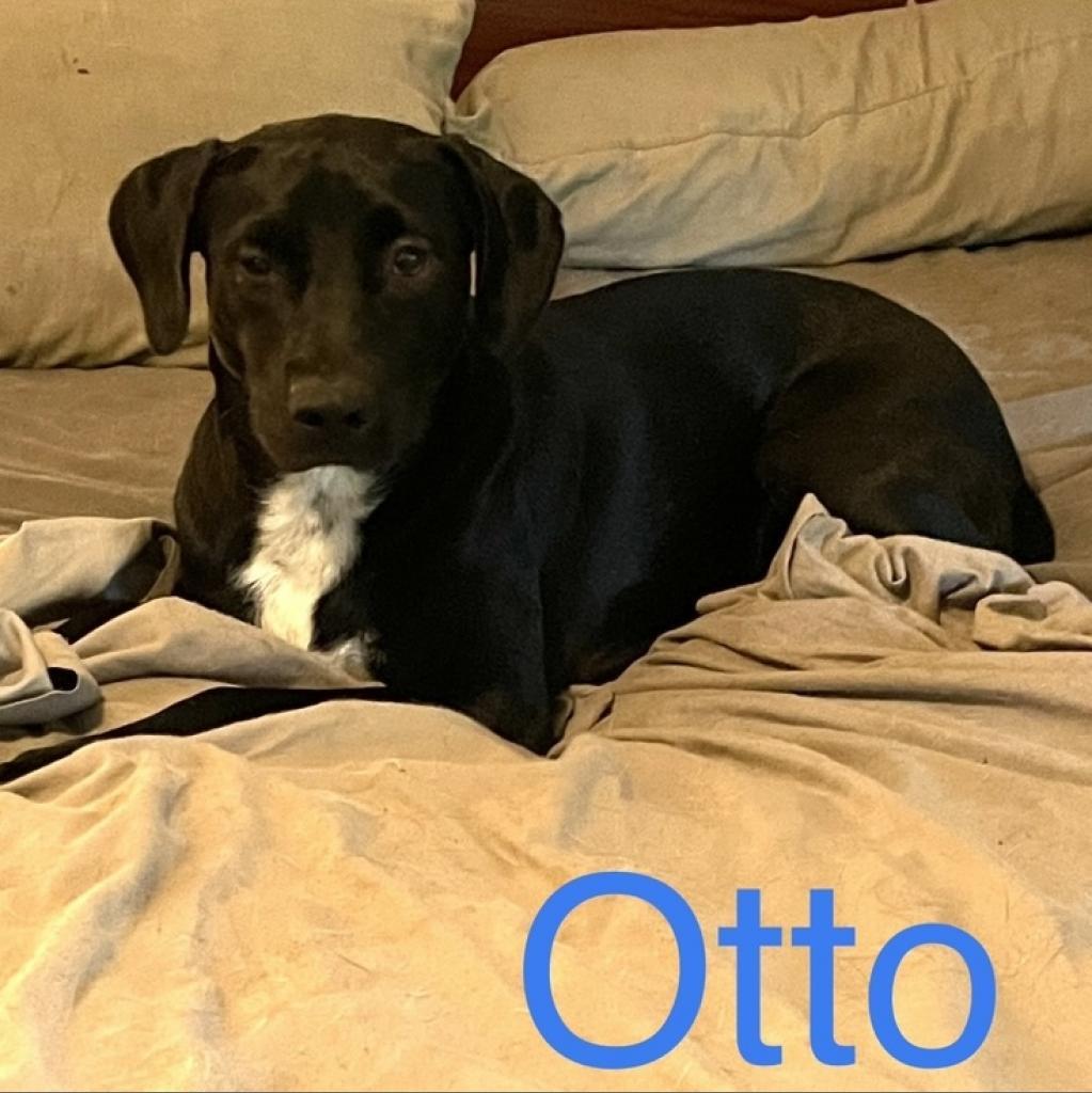 Otto