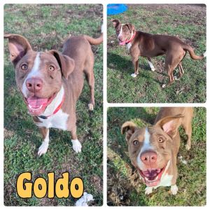 Goldo - SPONSORED