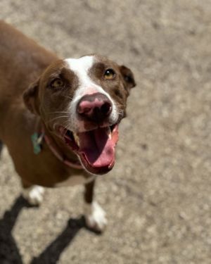 Minnie came to us after the Brazoria County Sheriffs department asked if we could please help with 