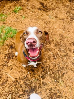 Minnie came to us after the Brazoria County Sheriffs department asked if we could please help with 