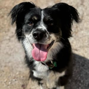 Oh my goodness This guy has turned out to be such a cutie Arlo is a total character who will