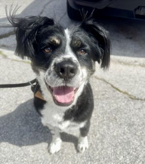 Oh my goodness This guy has turned out to be such a cutie Arlo is a total character who will