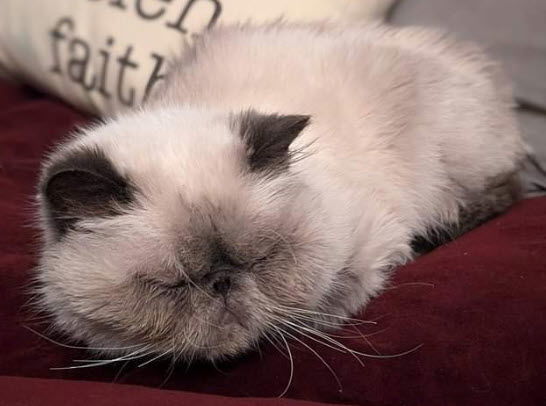 Pepe, an adoptable Himalayan in Hudson, MA, 01749 | Photo Image 2