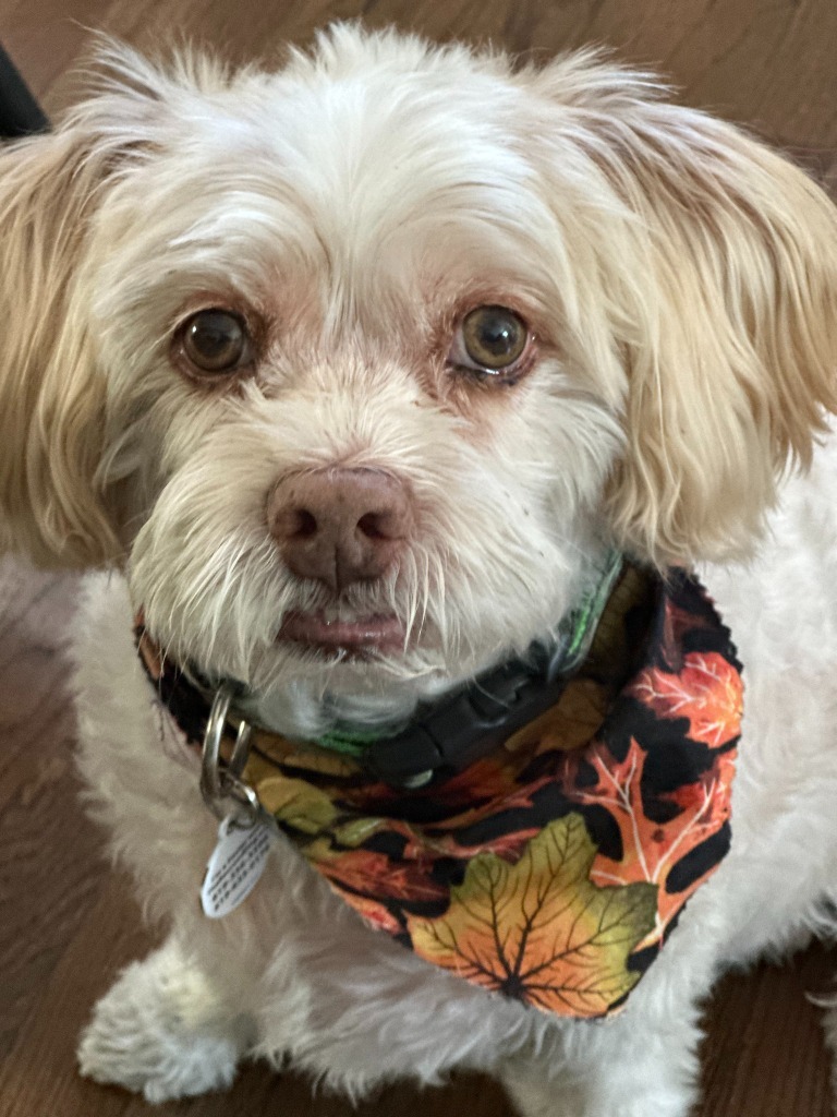 Gizmo, an adoptable Havanese, Shih Tzu in El Cajon, CA, 92020 | Photo Image 1