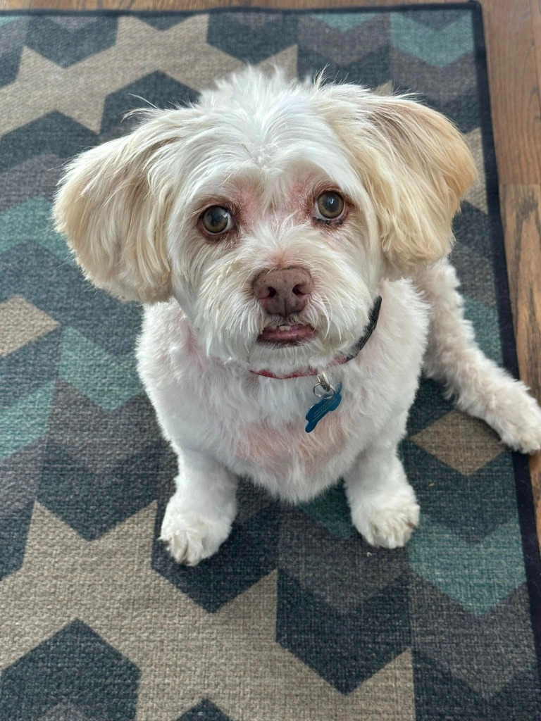 Gizmo, an adoptable Havanese, Shih Tzu in El Cajon, CA, 92020 | Photo Image 1