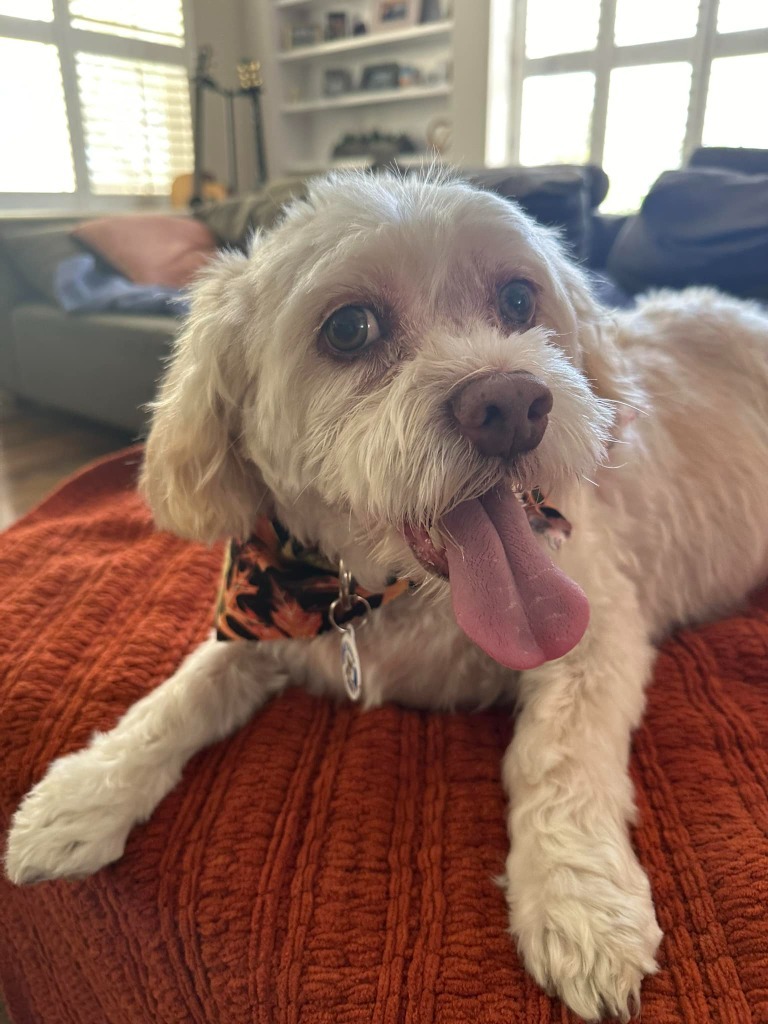 Gizmo, an adoptable Havanese, Shih Tzu in El Cajon, CA, 92020 | Photo Image 2