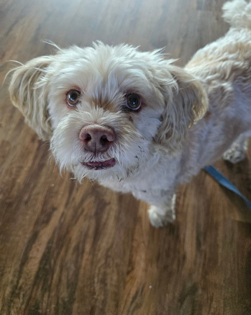 Gizmo, an adoptable Havanese, Shih Tzu in El Cajon, CA, 92020 | Photo Image 3