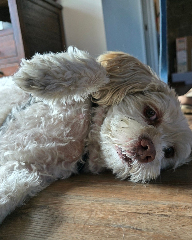 Gizmo, an adoptable Havanese, Shih Tzu in El Cajon, CA, 92020 | Photo Image 4