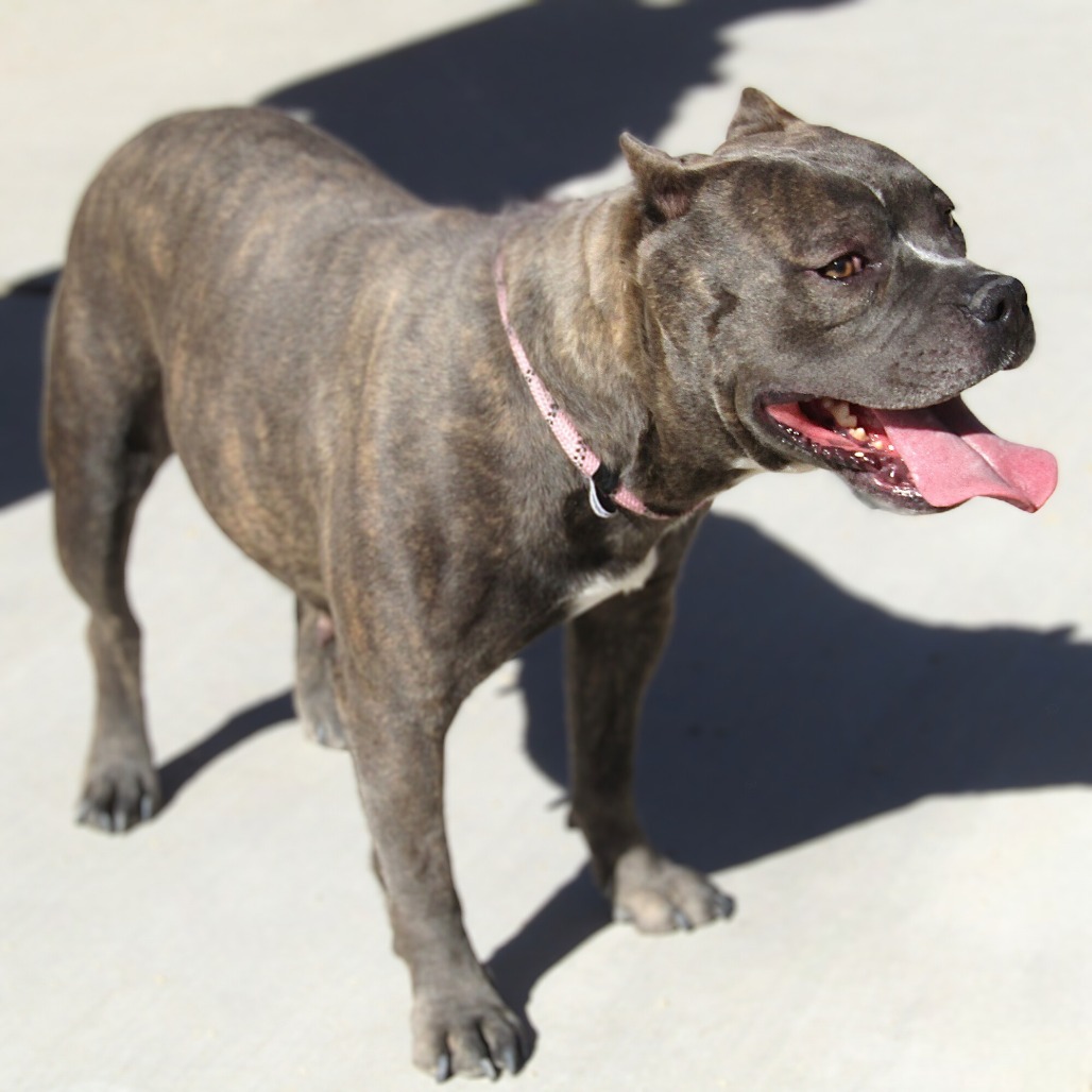 Nami, an adoptable Mixed Breed in Las Cruces, NM, 88012 | Photo Image 1