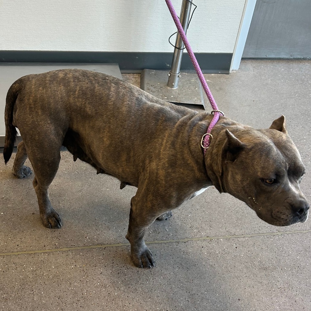 Nami, an adoptable Mixed Breed in Las Cruces, NM, 88012 | Photo Image 2