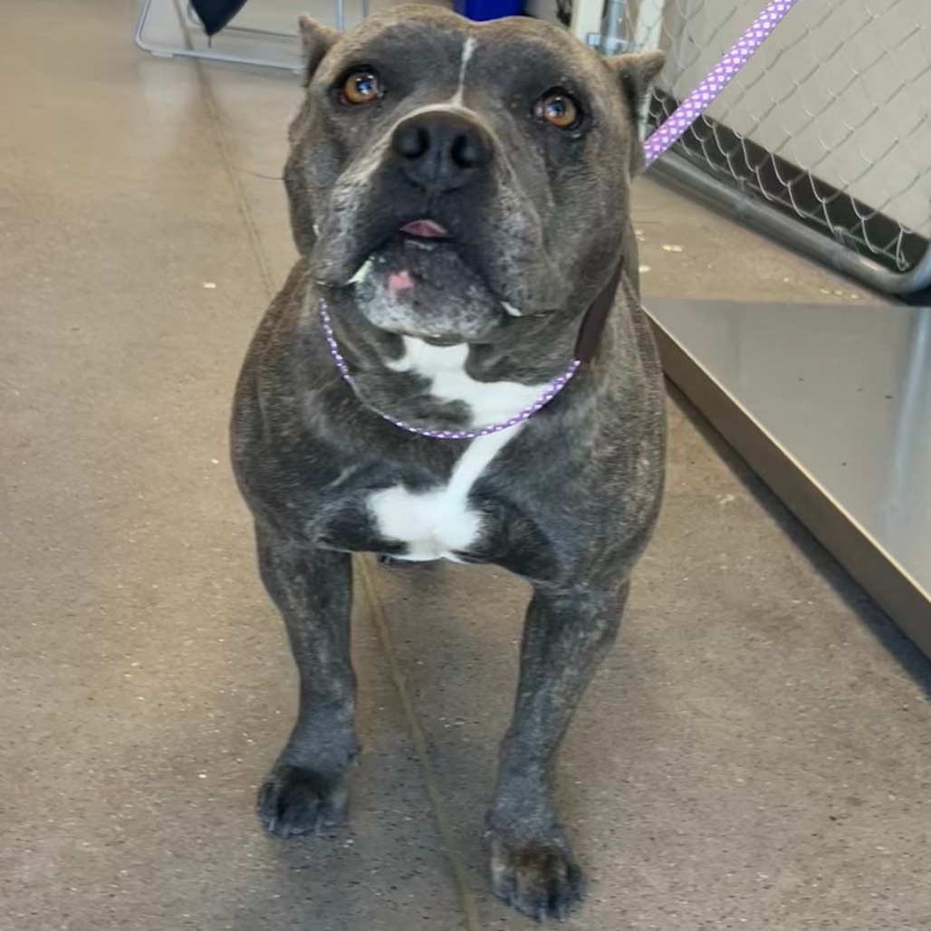 Nami, an adoptable Mixed Breed in Las Cruces, NM, 88012 | Photo Image 3
