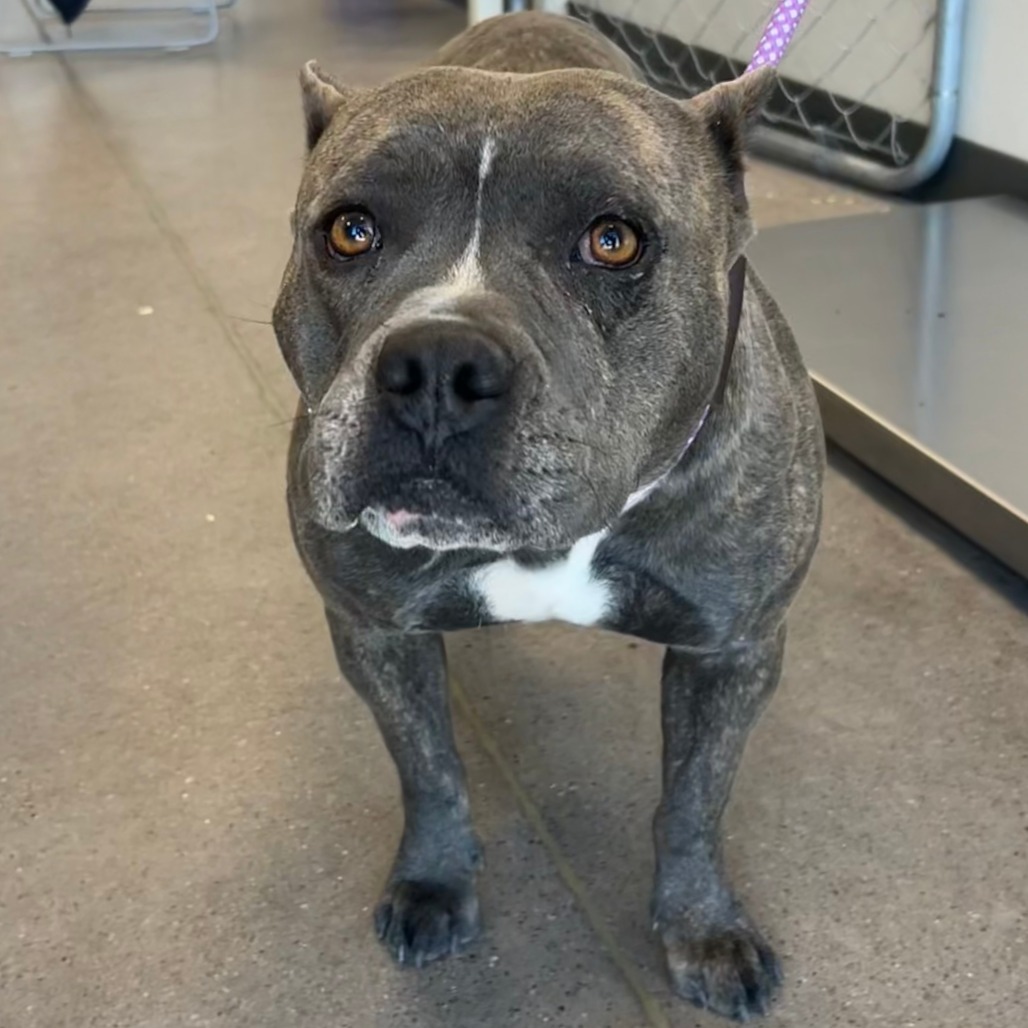 Nami, an adoptable Mixed Breed in Las Cruces, NM, 88012 | Photo Image 4