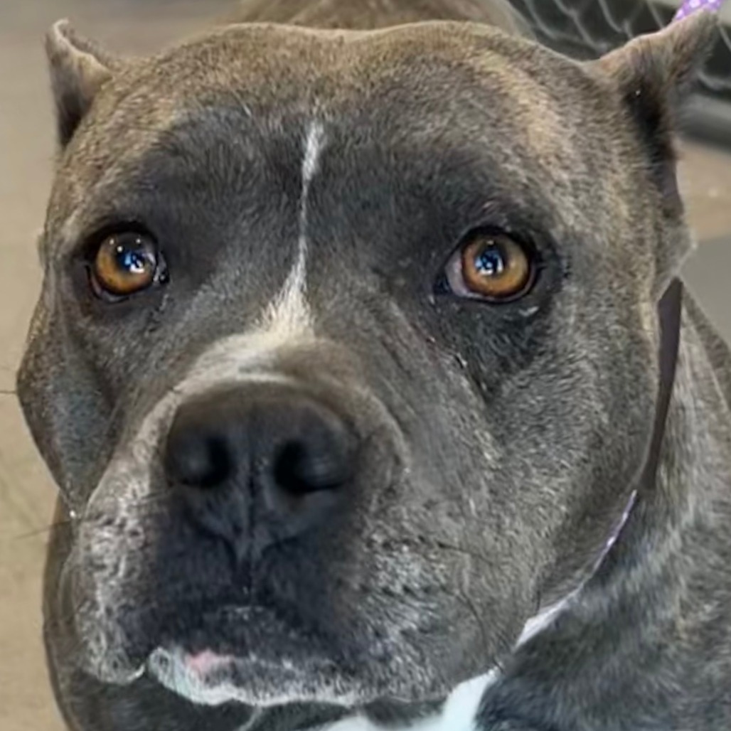 Nami, an adoptable Mixed Breed in Las Cruces, NM, 88012 | Photo Image 5