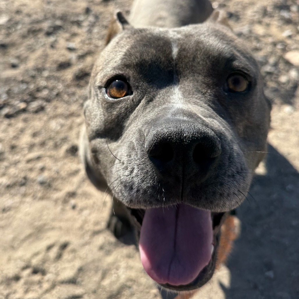 Nami, an adoptable Mixed Breed in Las Cruces, NM, 88012 | Photo Image 6