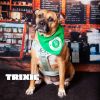 Trixie photo 1