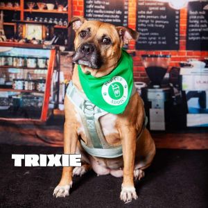 Trixie, Adult Female unknown