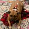 Trixie photo 5