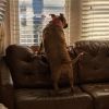 Trixie photo 6