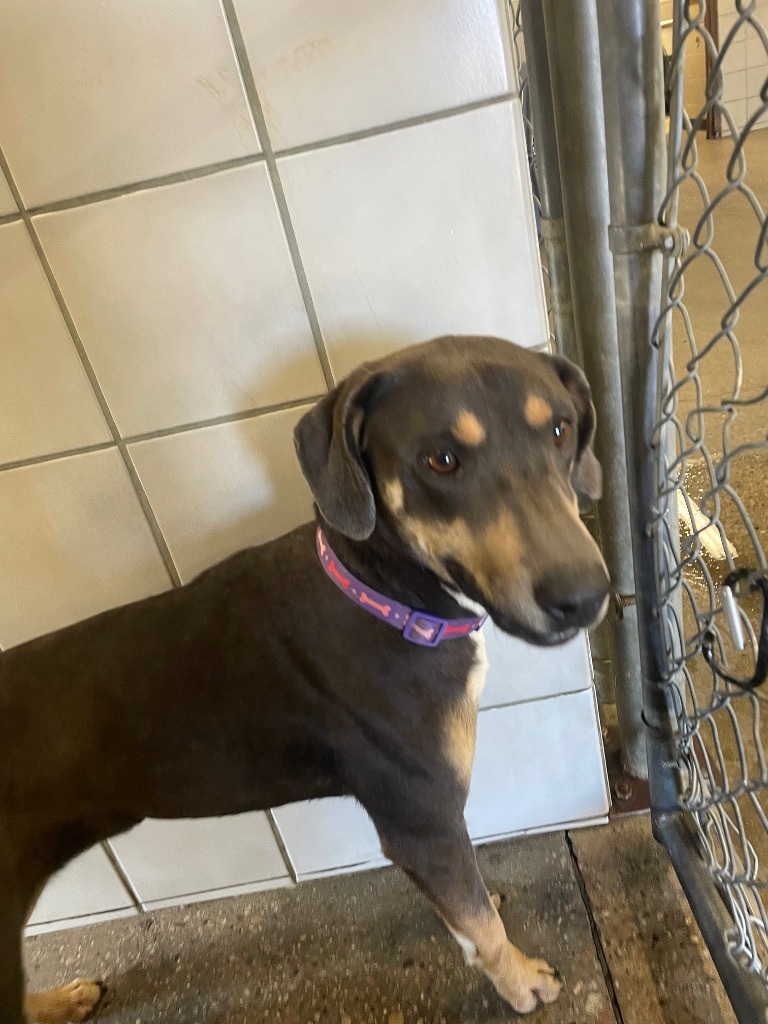 Apple, an adoptable Mixed Breed in Rock Springs, WY, 82901 | Photo Image 1