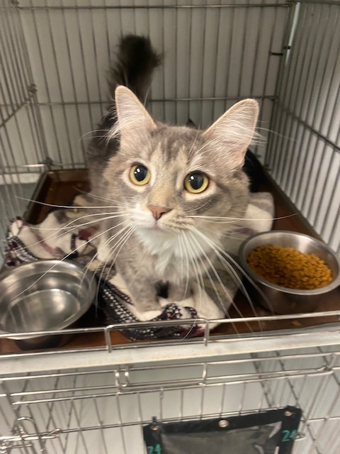 Milly, an adoptable Domestic Medium Hair in Rock Springs, WY, 82901 | Photo Image 1