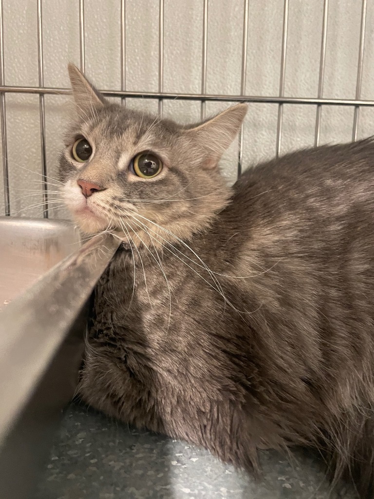 Milly, an adoptable Domestic Medium Hair in Rock Springs, WY, 82901 | Photo Image 2