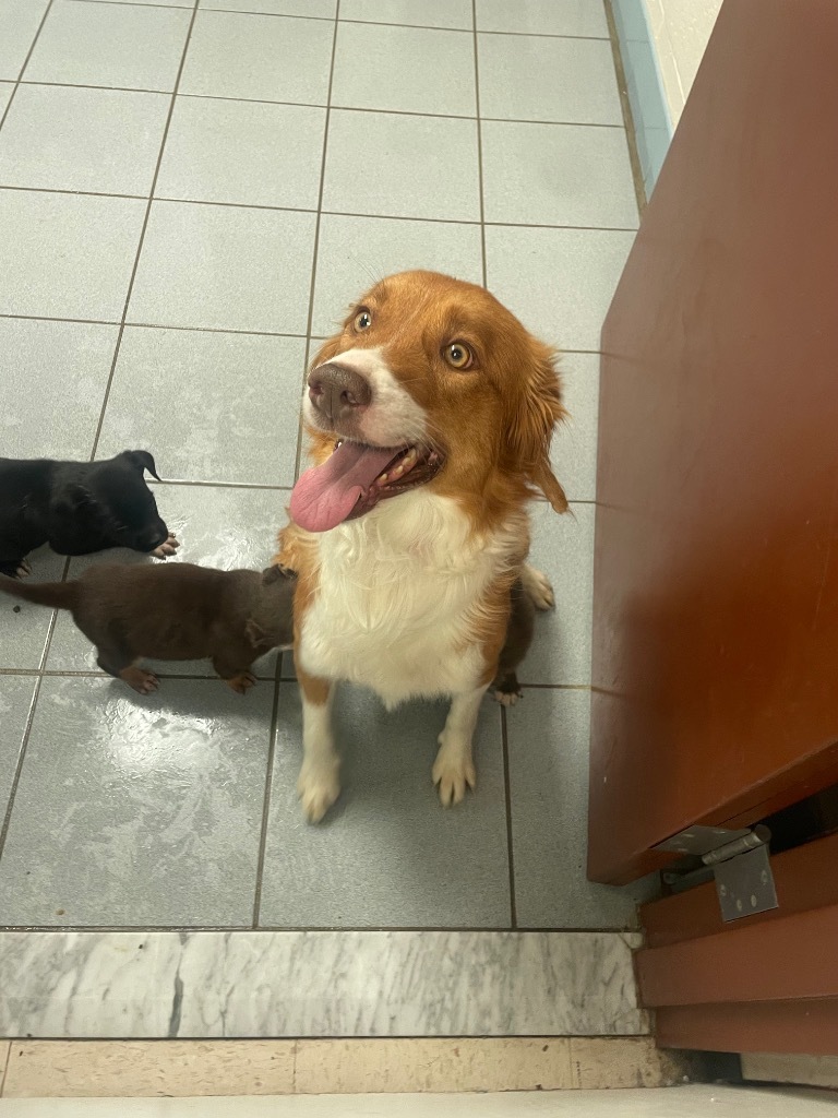 Tilly, an adoptable Border Collie in Rock Springs, WY, 82901 | Photo Image 1