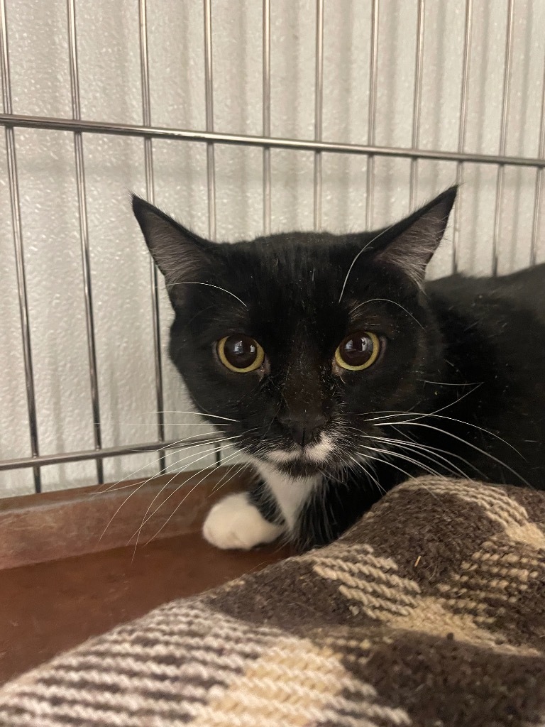 Minnie, an adoptable Domestic Medium Hair in Rock Springs, WY, 82901 | Photo Image 1