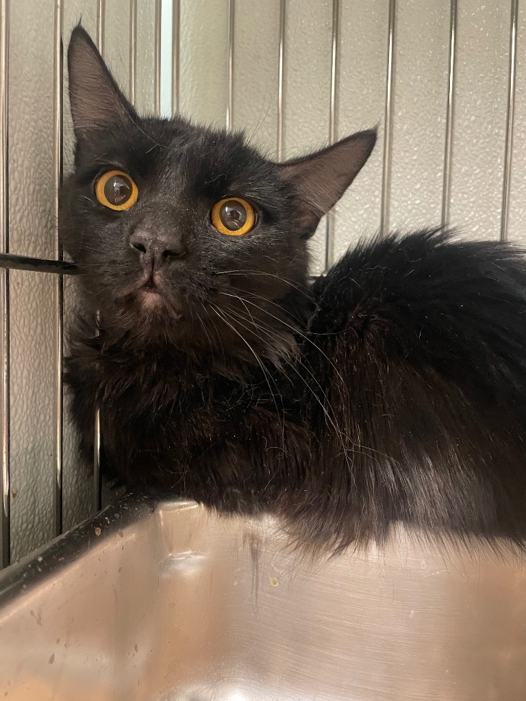 Wishbone, an adoptable Domestic Medium Hair in Rock Springs, WY, 82901 | Photo Image 1