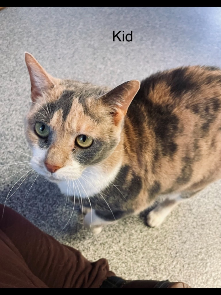 KID, an adoptable Domestic Short Hair in Muskegon, MI, 49442 | Photo Image 1