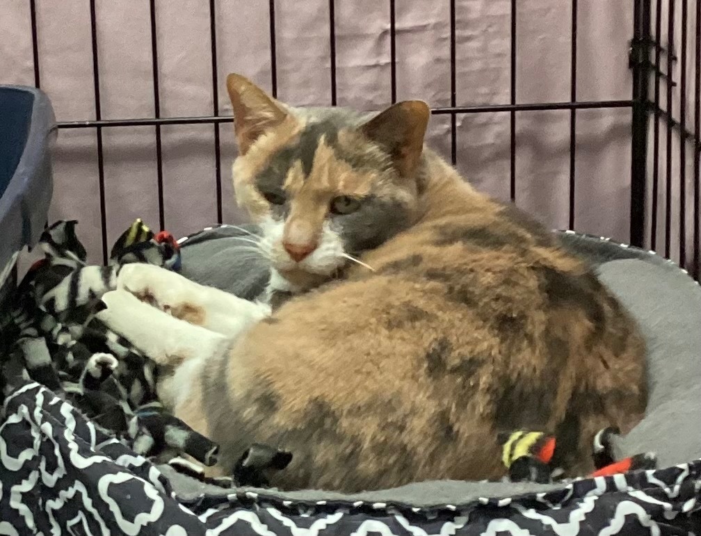 KID, an adoptable Domestic Short Hair in Muskegon, MI, 49442 | Photo Image 2