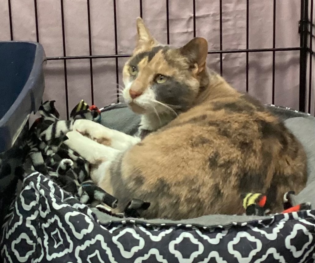 KID, an adoptable Domestic Short Hair in Muskegon, MI, 49442 | Photo Image 3